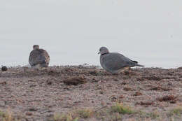 Image of Cape Turtle Dove