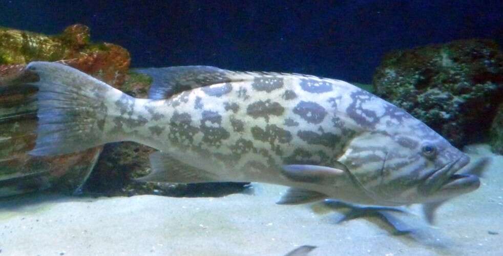 Image of Broom-tail Grouper