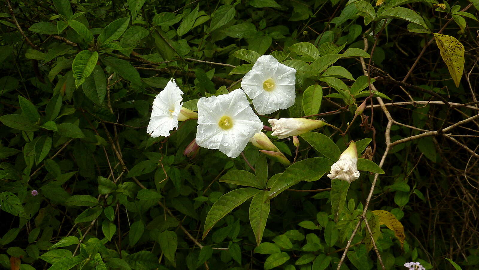 Image of Distimake macrocalyx (Ruiz & Pav.) A. R. Simões & Staples