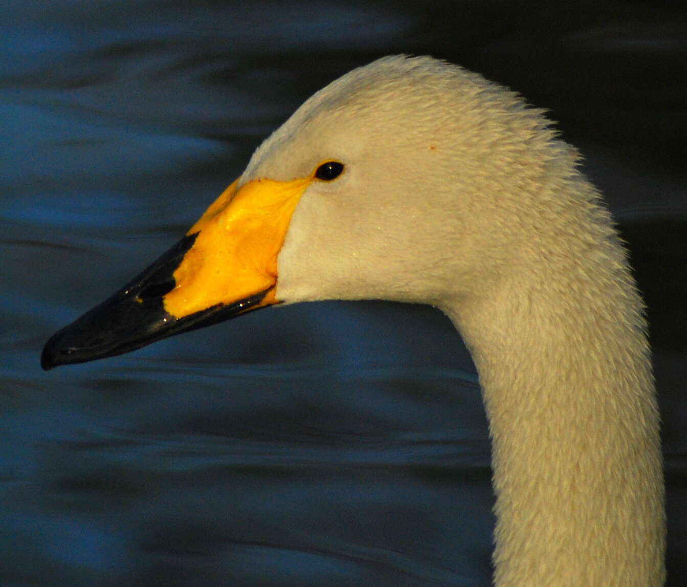 Image de Cygne chanteur