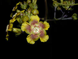 Image de Prestonia longifolia (Sessé & Moç.) J. F. Morales