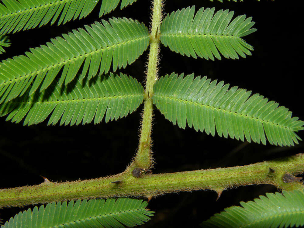 Plancia ëd Mimosa pigra L.