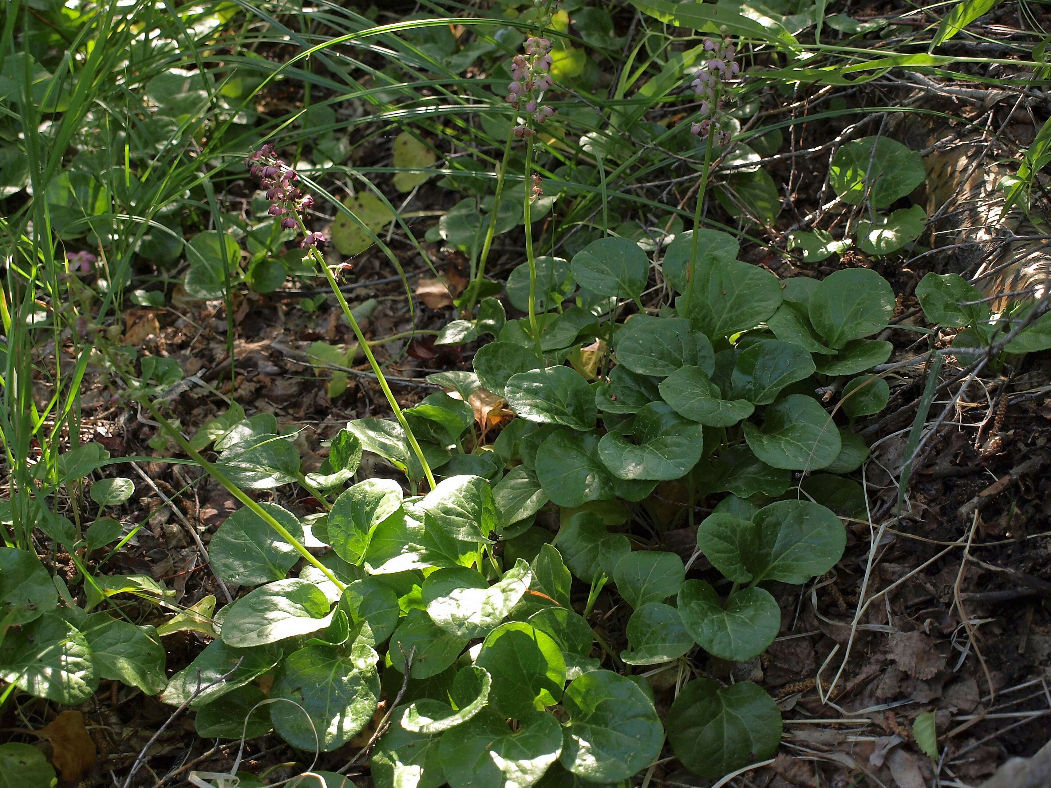 Image of liverleaf wintergreen