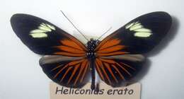 Image of Heliconius