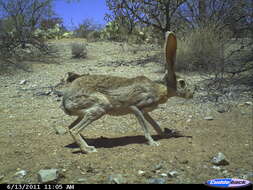 Image of hare