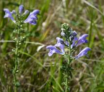 Image of helmet flower