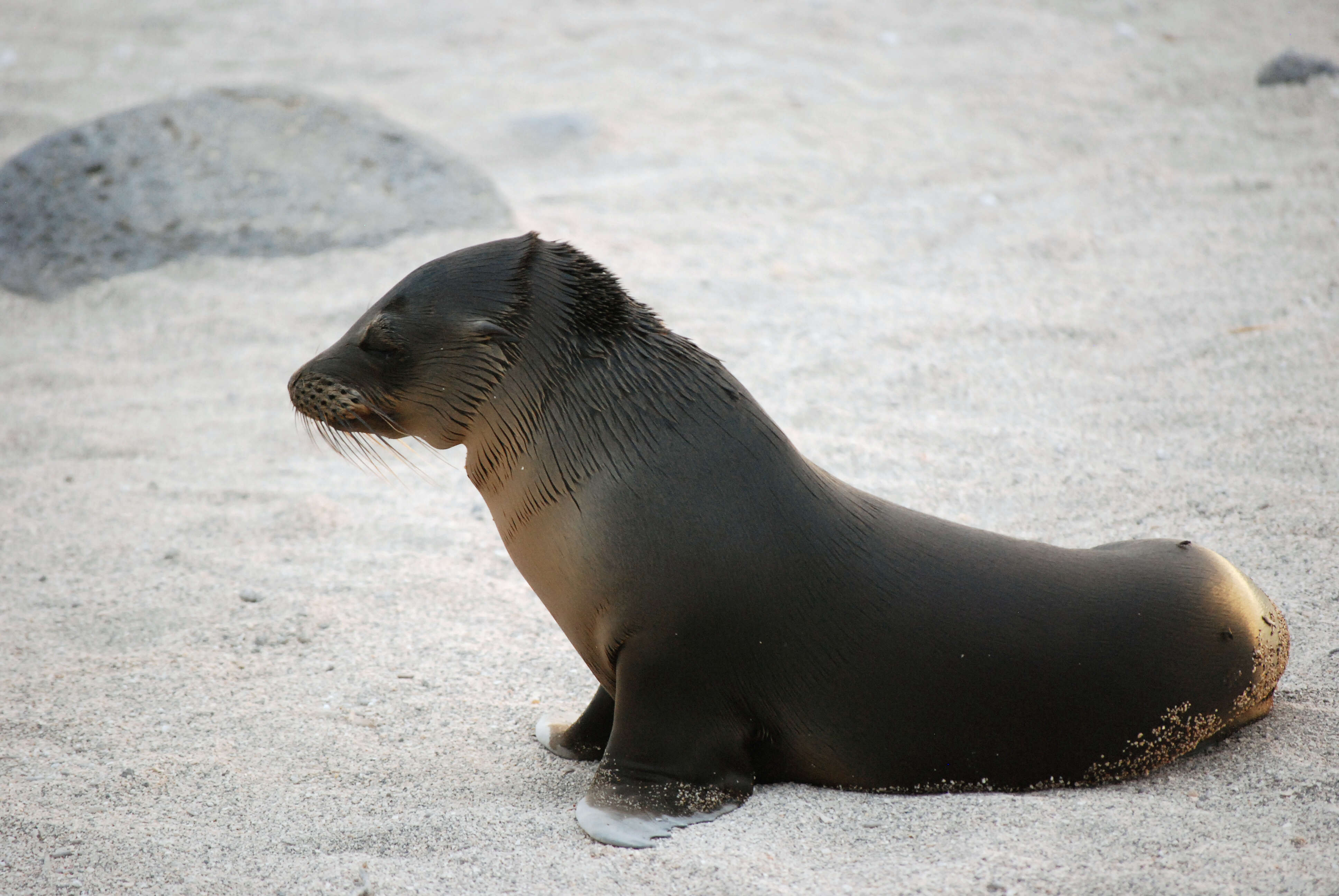 Image of Sea Lion