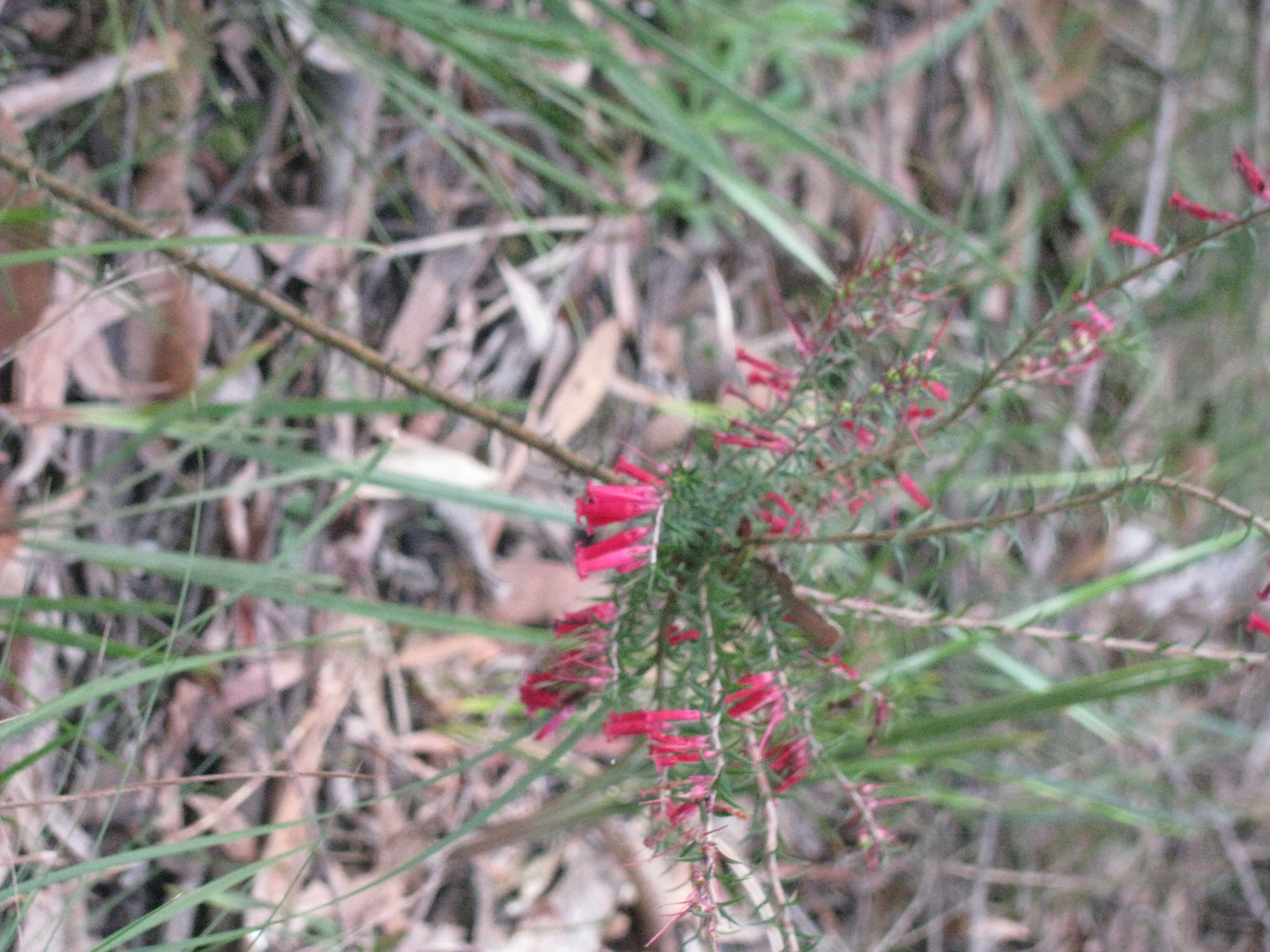 Plancia ëd Epacris impressa Labill.