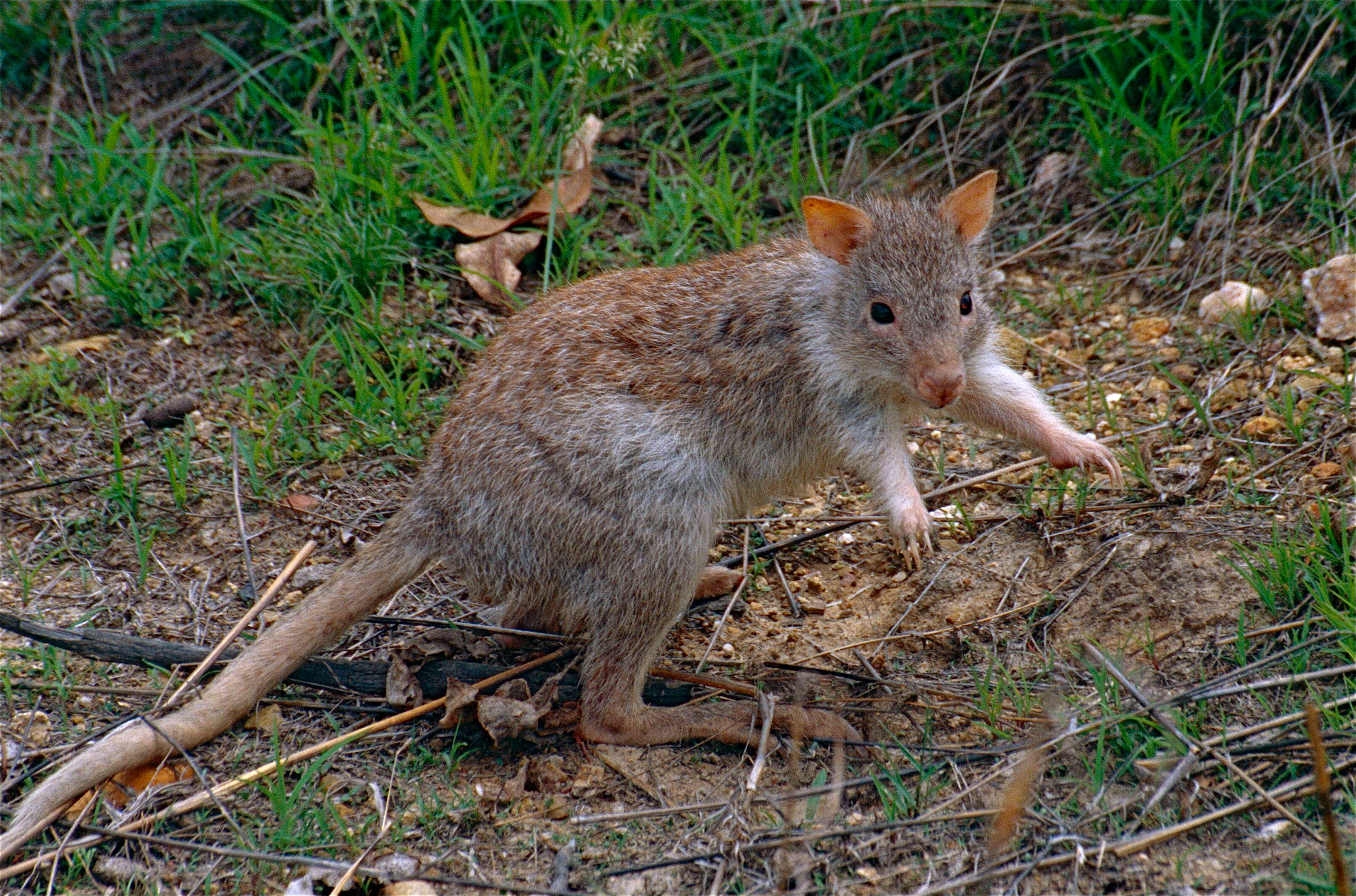 Image of bettongs, potoroos, and rat kangaroos