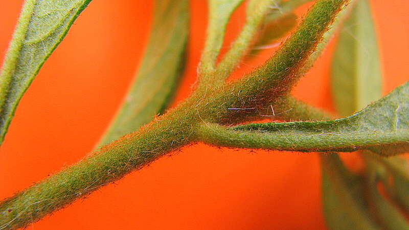 Image of Solanum asperum L. A. Rich.