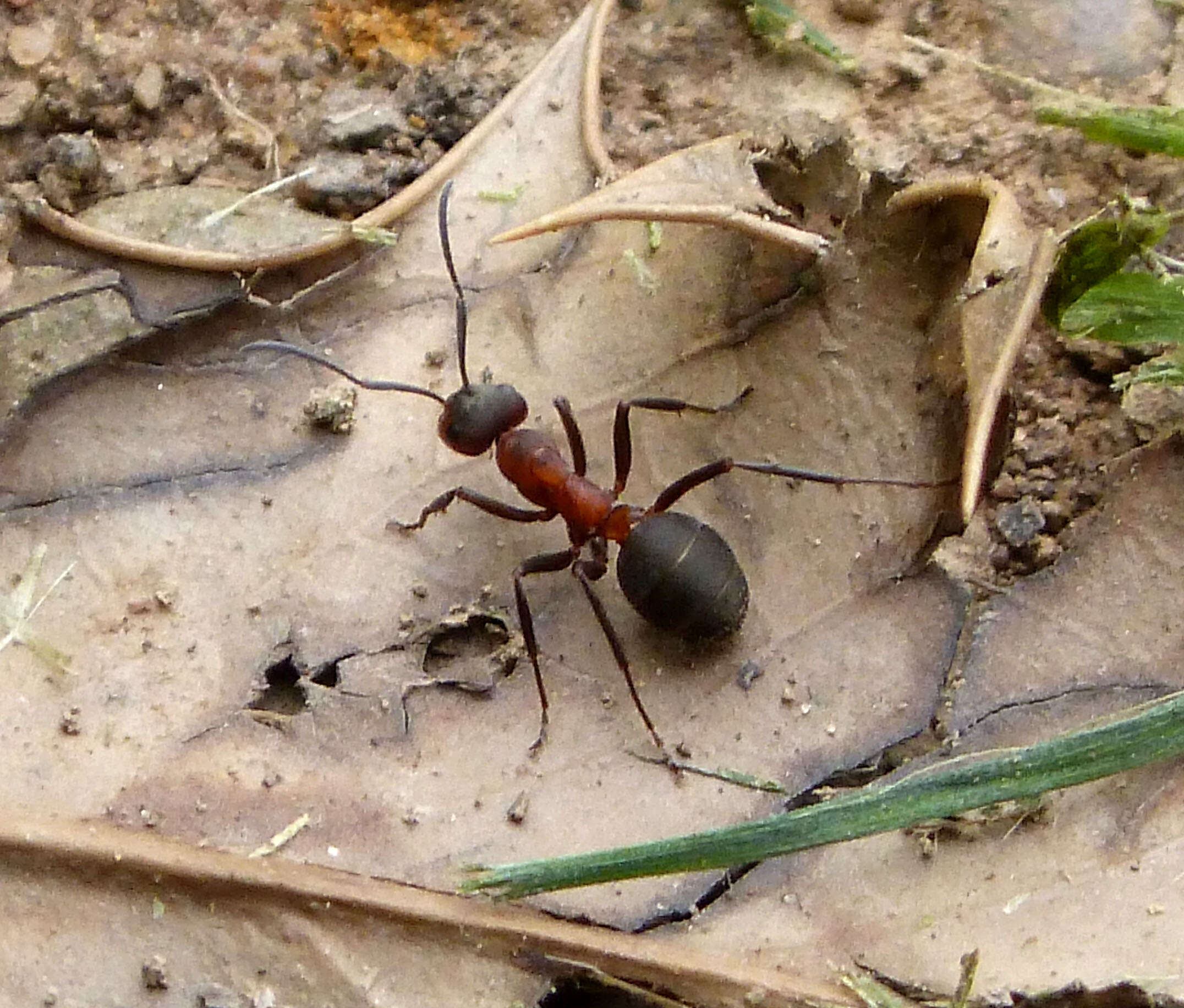 Image of Red Wood Ant