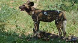 Image of African Wild Dog