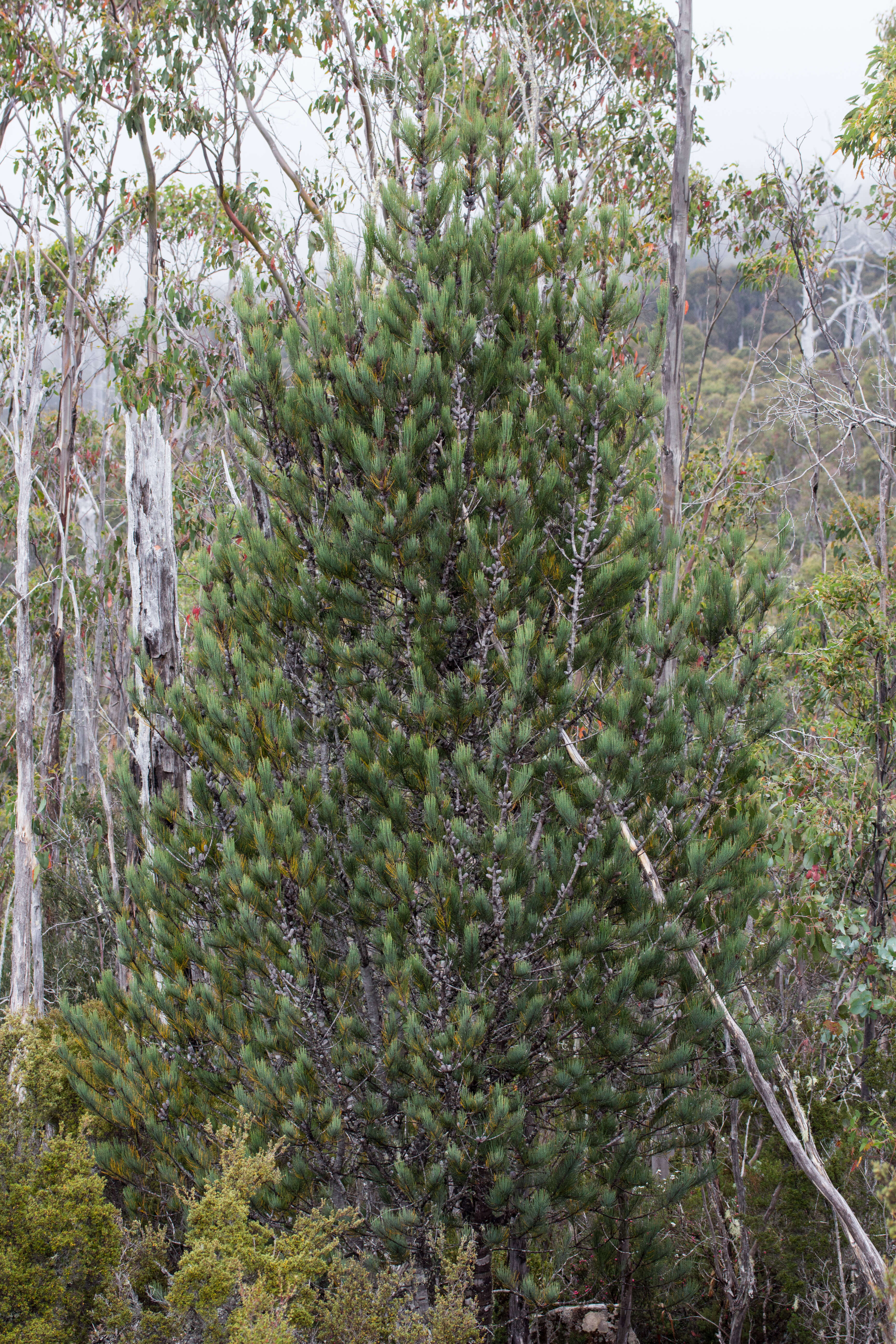 Image of Allocasuarina duncanii L. A. S. Johnson & D. I. Morris