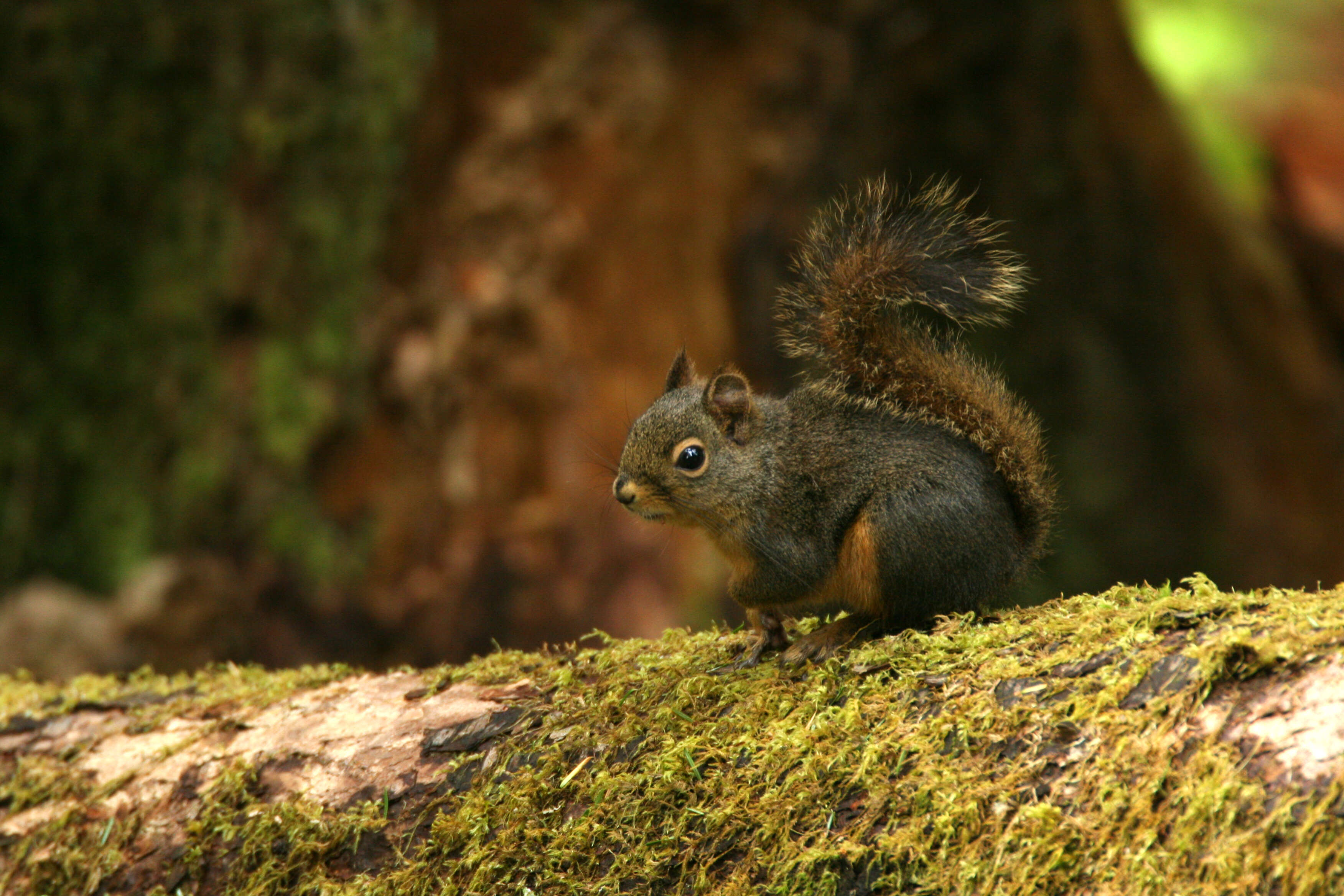 Image of pine squirrel