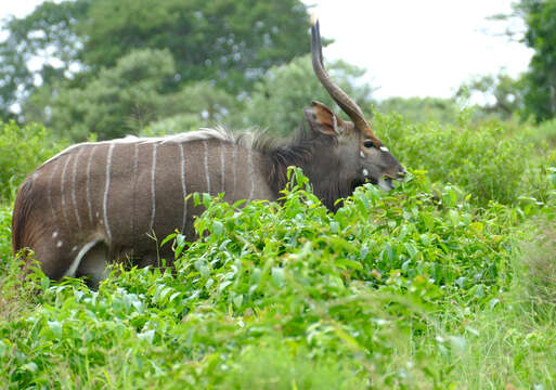 Image of Spiral-horned Antelope