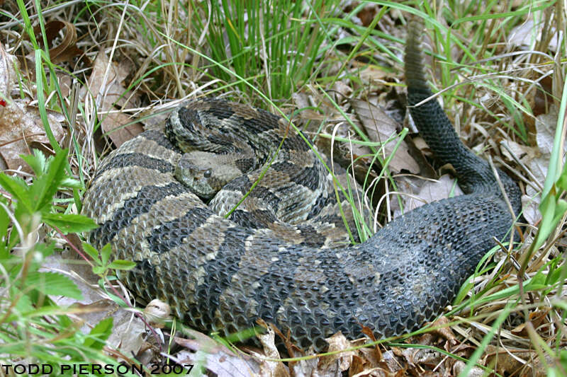 Image of Timber Rattlesnake