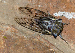 Image of Oxypleura quadraticollis (Butler & A. G. 1874)