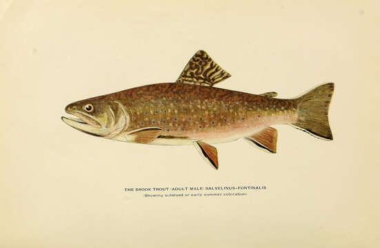 Image of brook trout