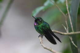 Image of Tourmaline Sunangel