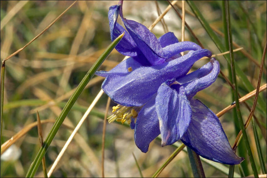 Image of Aquilegia iulia E. Nardi