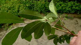 Image of Neoraputia trifoliata (Engl.) Emmerich ex Kallunki