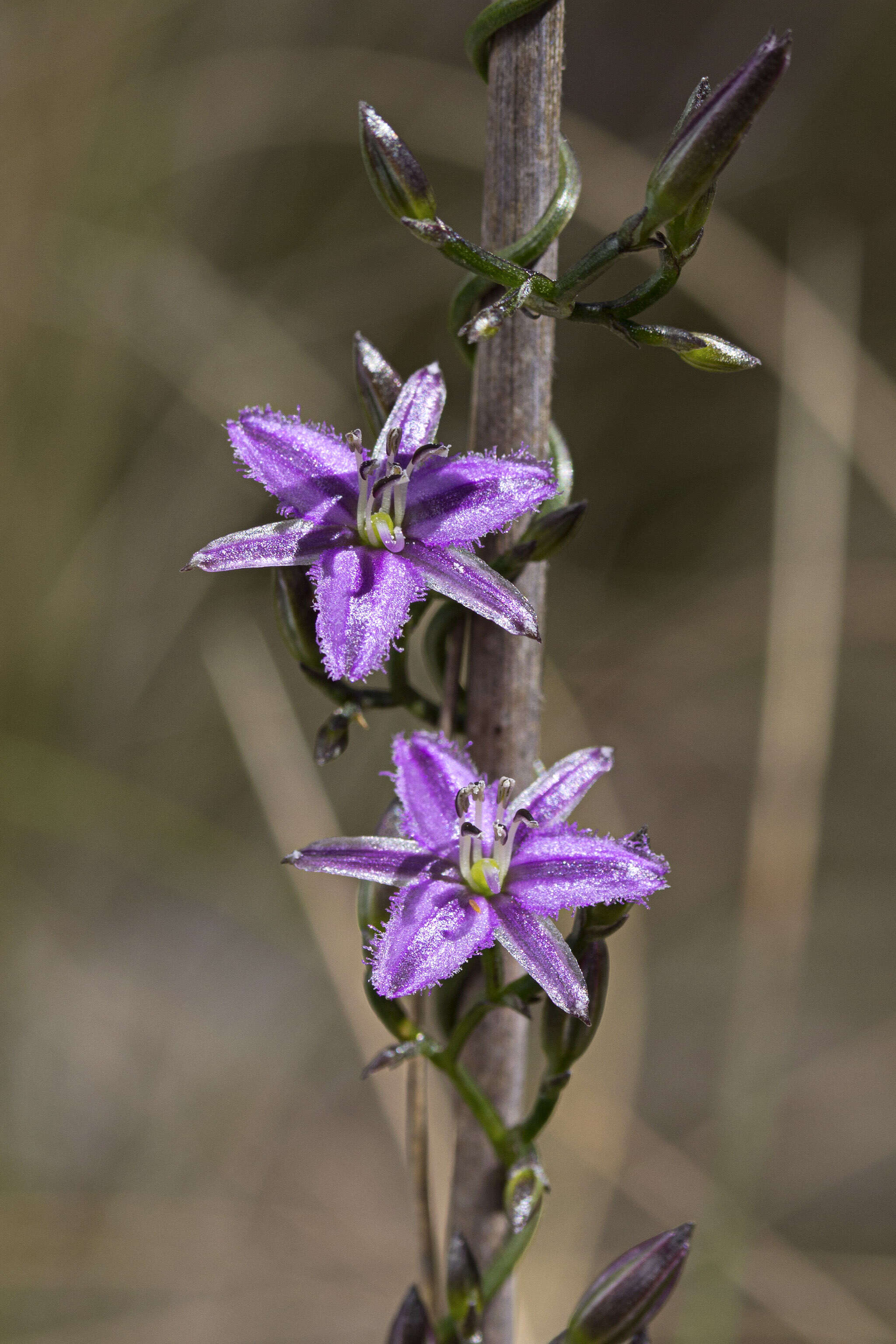 Image of Fringe lily