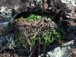 Image of Asplenium flabellifolium Cav.