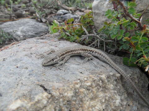Image of Knox's Ocellated Sand Lizard