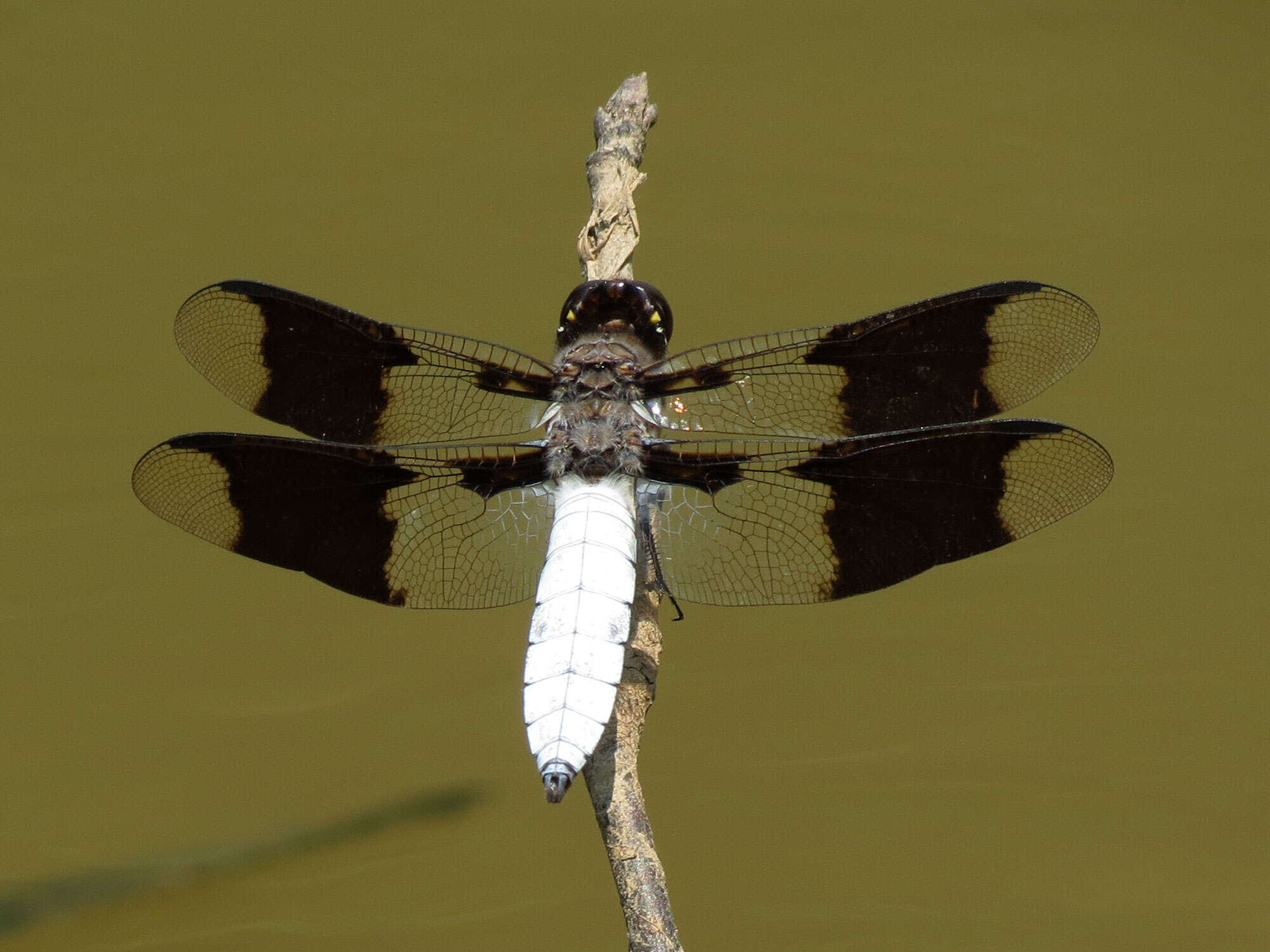 Image of Plathemis lydia