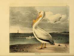 Image of pelicans