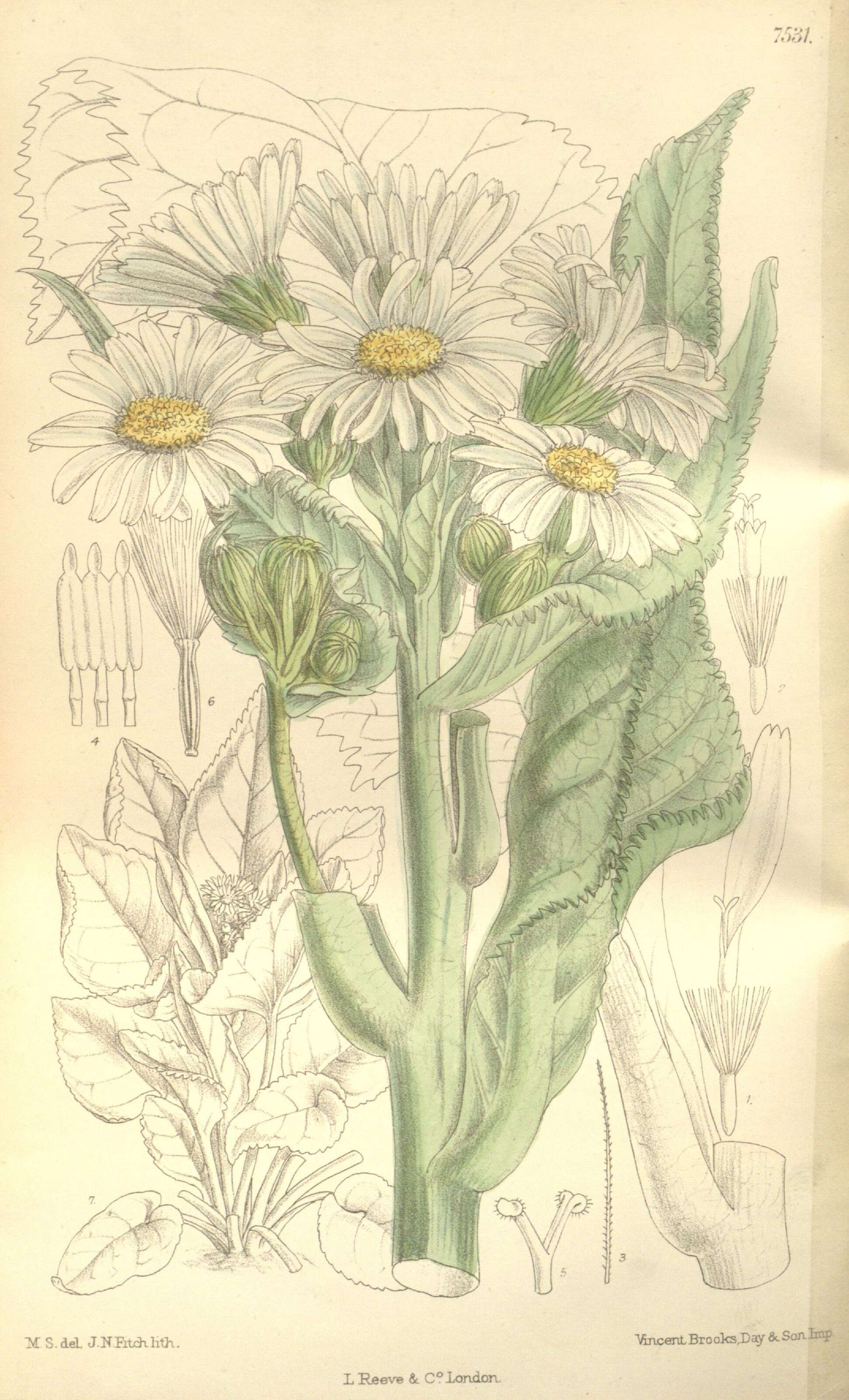 Image of Senecio smithii DC.