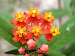 Imagem de Asclepias curassavica L.