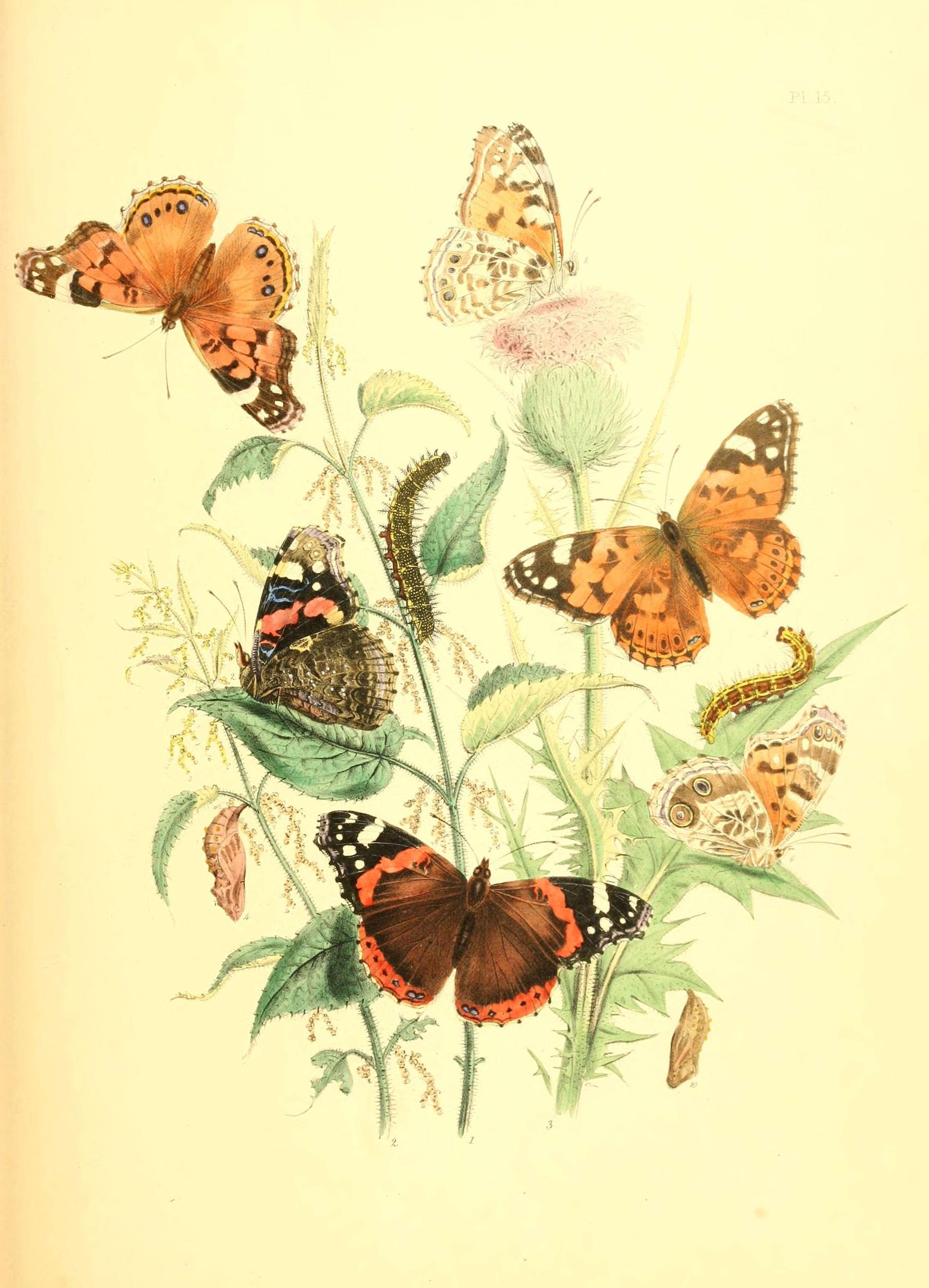 Image of Argynnis aglaia