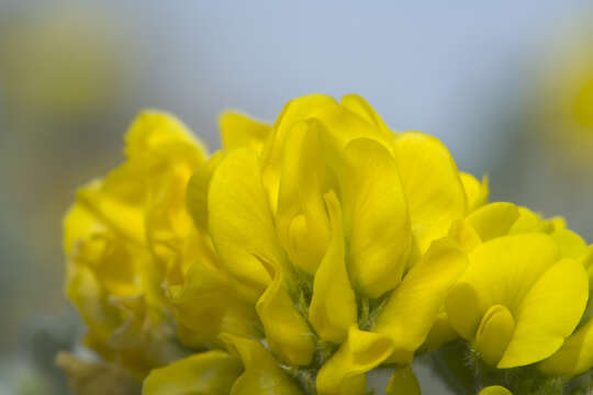 Image of Sea Medick