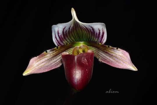 Image de Paphiopedilum barbatum (Lindl.) Pfitzer