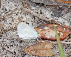 Image of Eurema