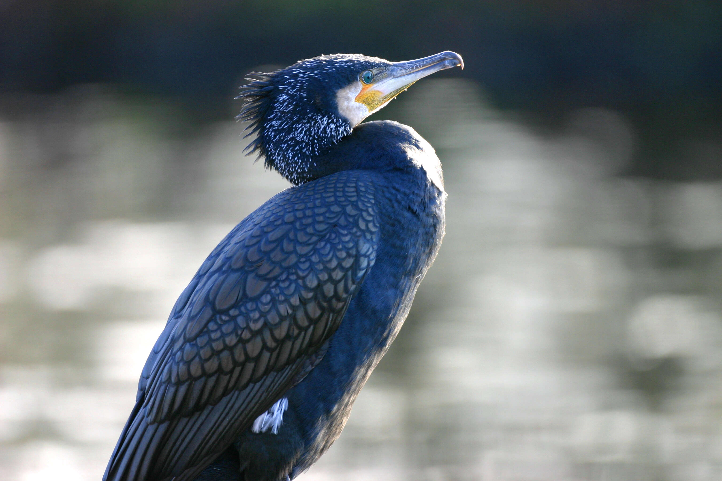 Image of Black Shag