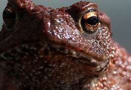 Image of Nile Valley Toad