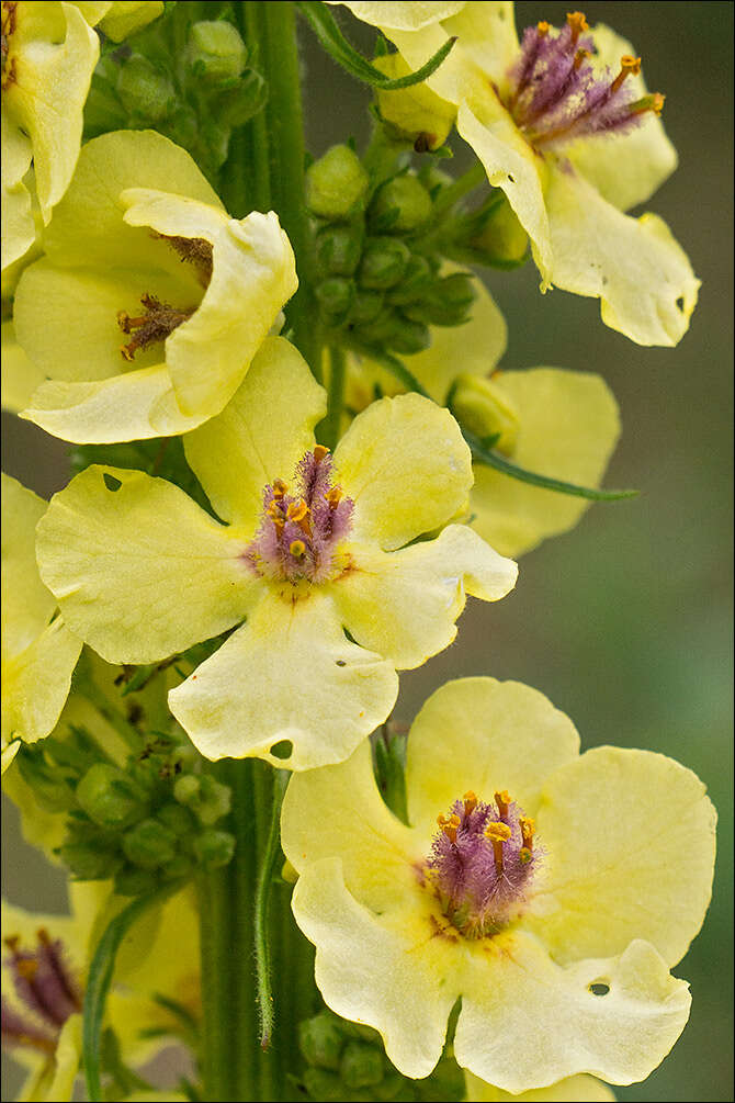 Verbascum nigrum L. resmi