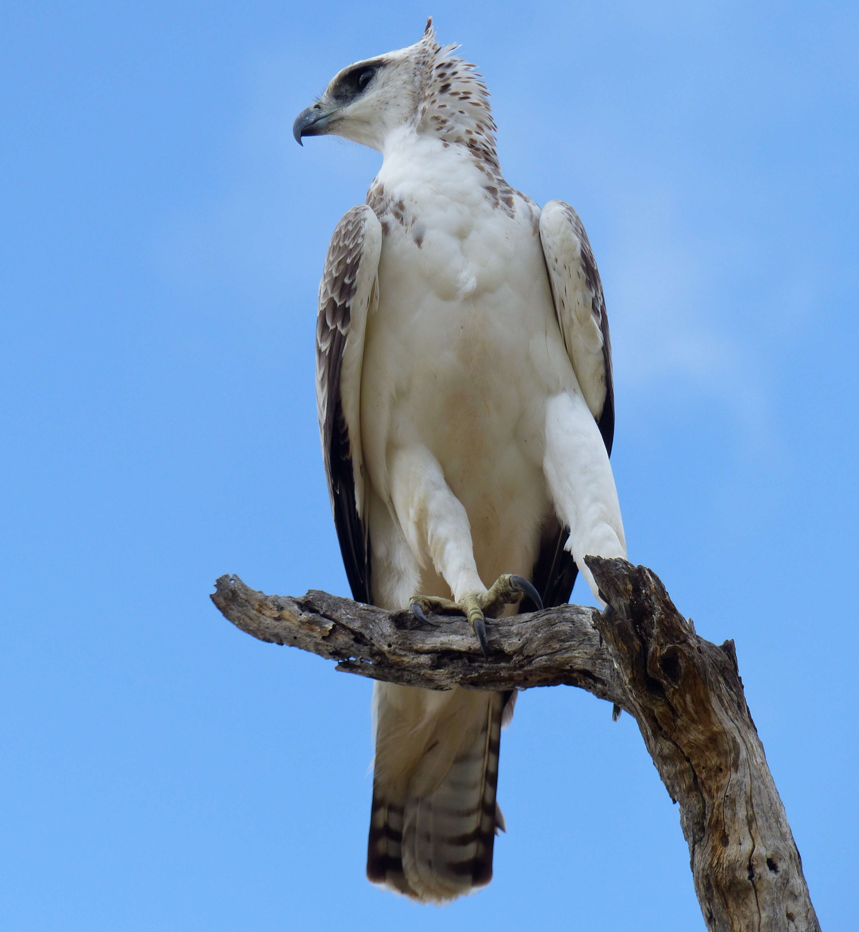 Image of Polemaetus Heine 1890