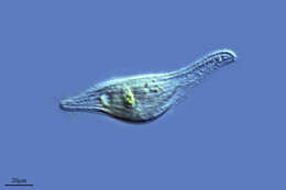 Image of Ciliophora