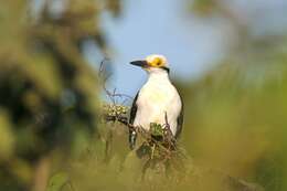 Image of White Woodpecker