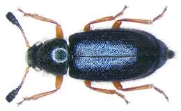 Image of Redlegged ham beetle