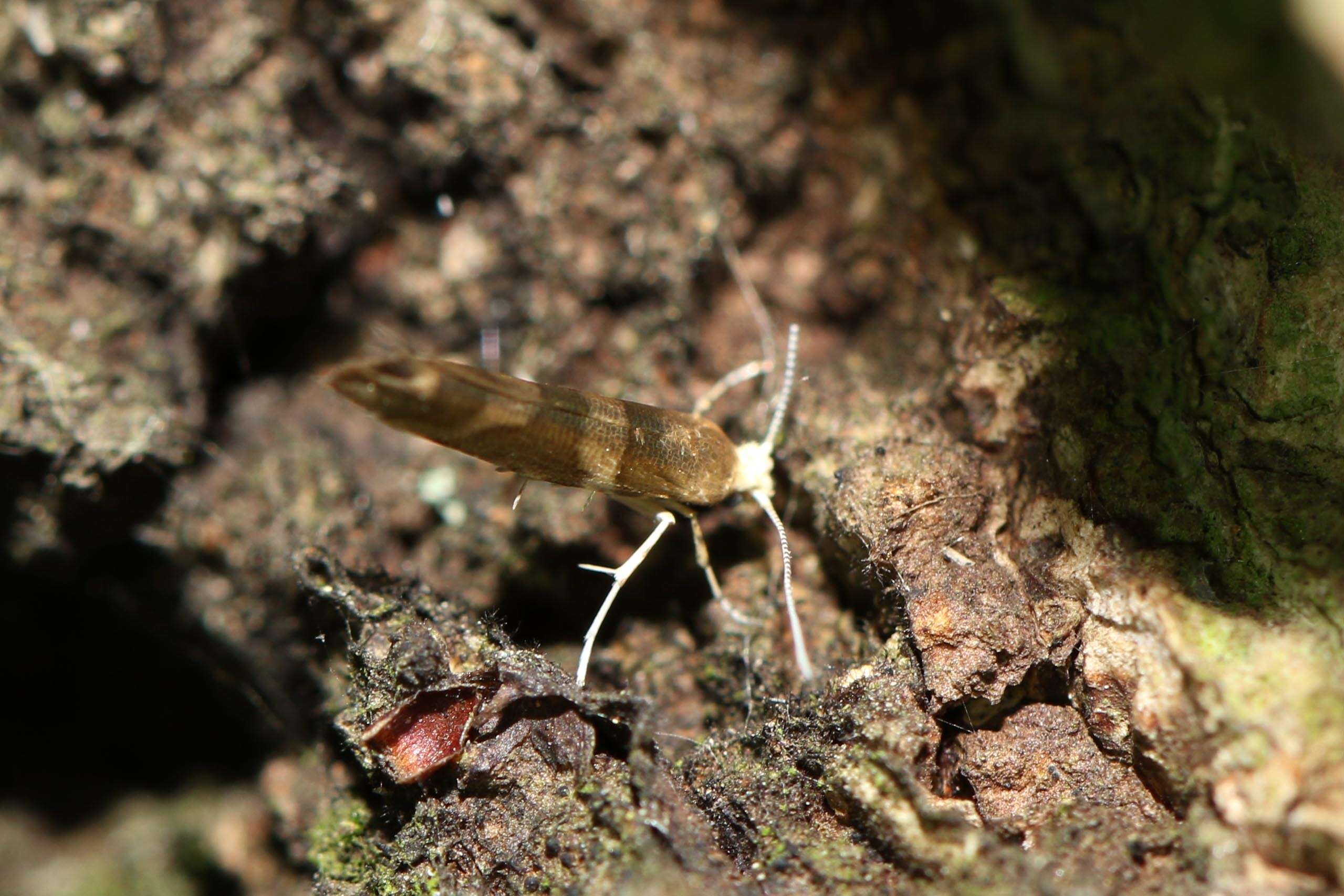 Imagem de Argyresthia goedartella Linnaeus 1758