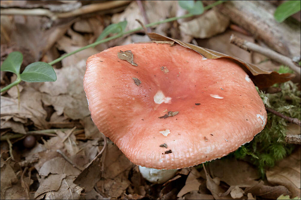 Image of Russula silvestris (Singer) Reumaux 1996