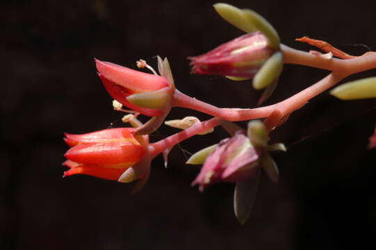 Image of Echeveria perezcalixii Jimeno-Sevilla & P. Carrillo