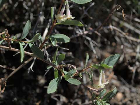 Image of desert snowberry