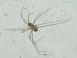 Image of daddy long-legs spiders