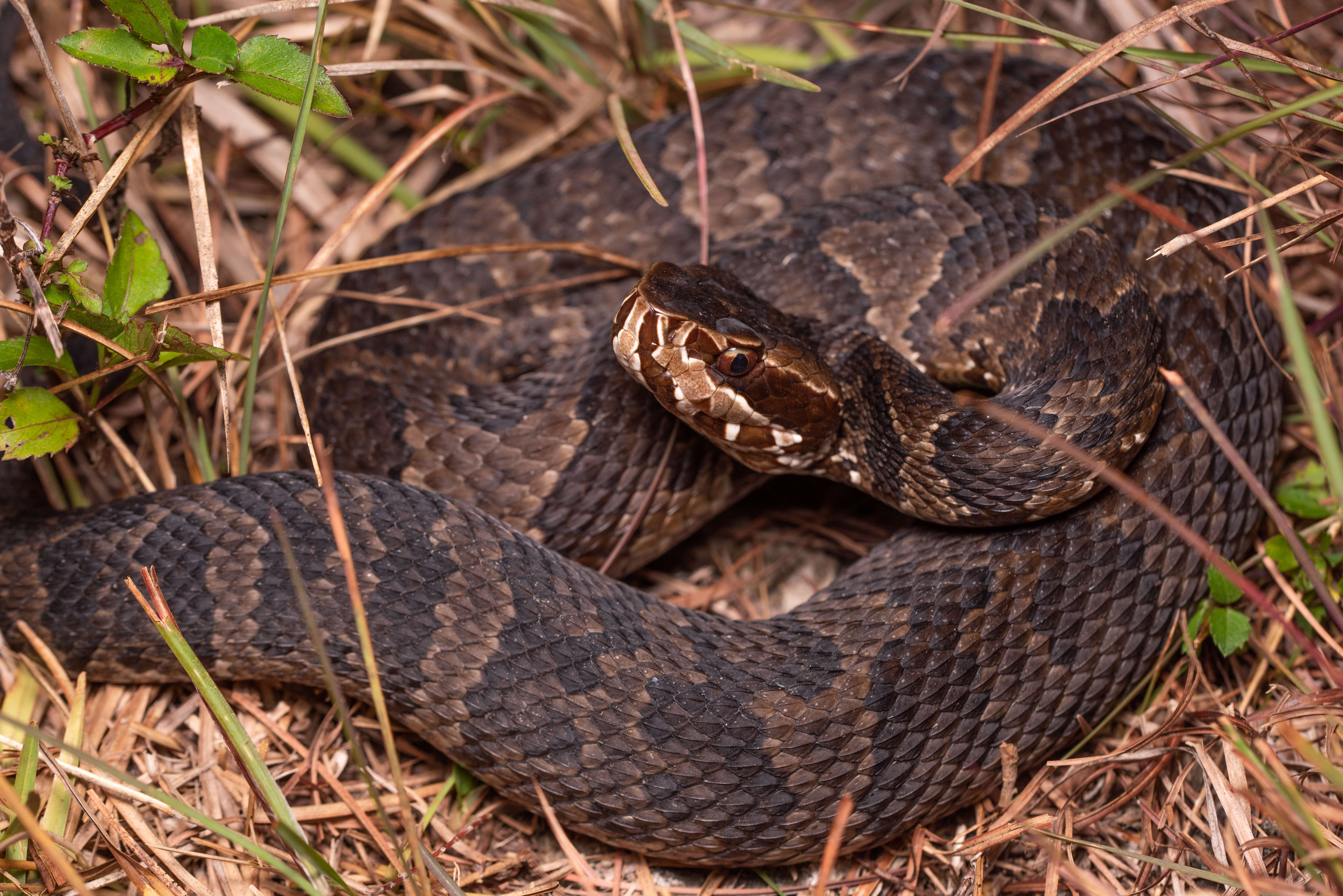 Image of Cottonmouth