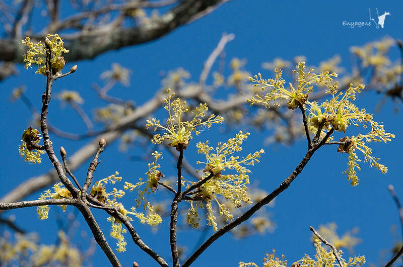 Слика од Sassafras randaiense (Hayata) Rehder